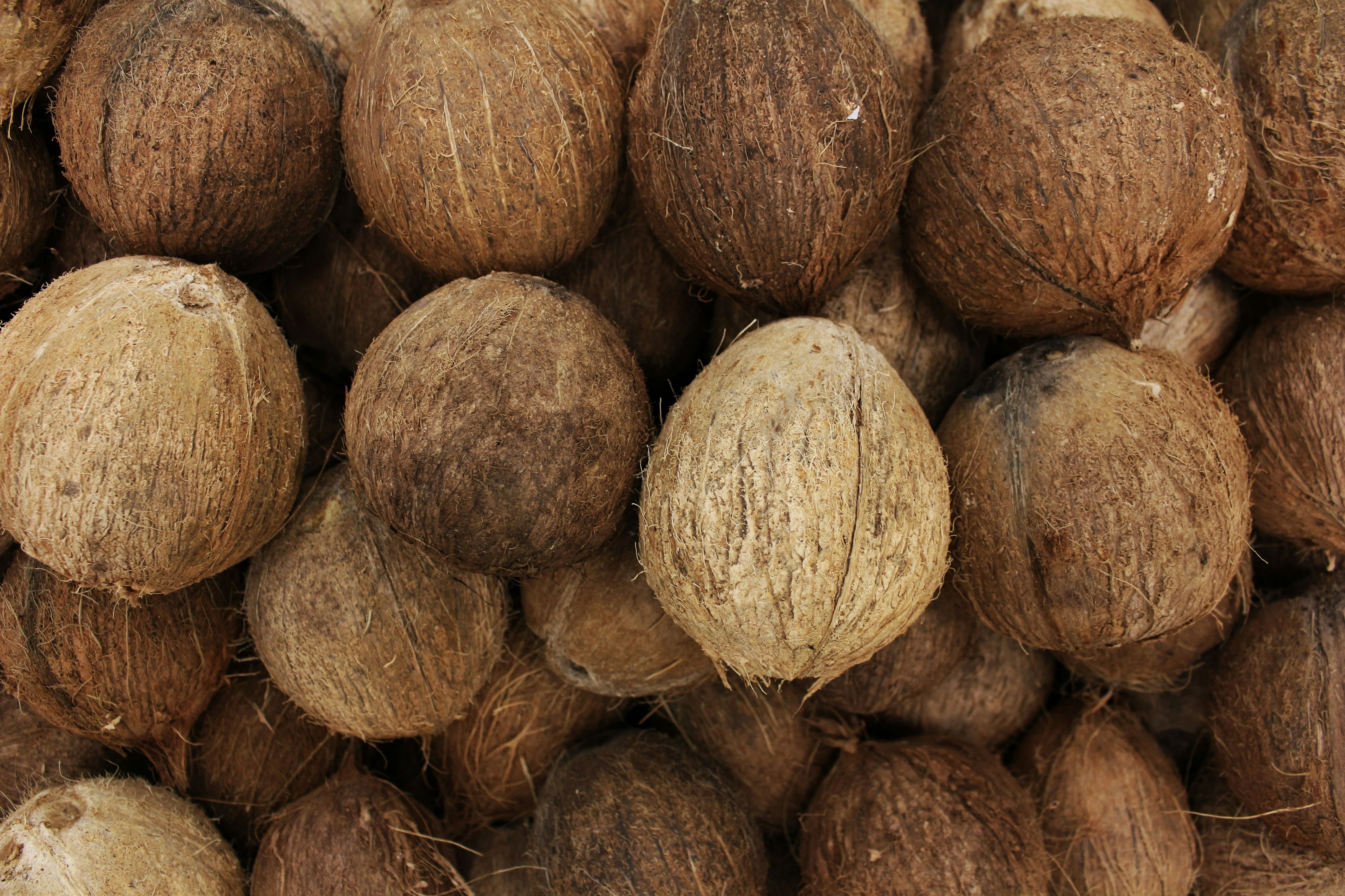 Export-grade coconut, copra, cloves, and pepper from Sulawesi