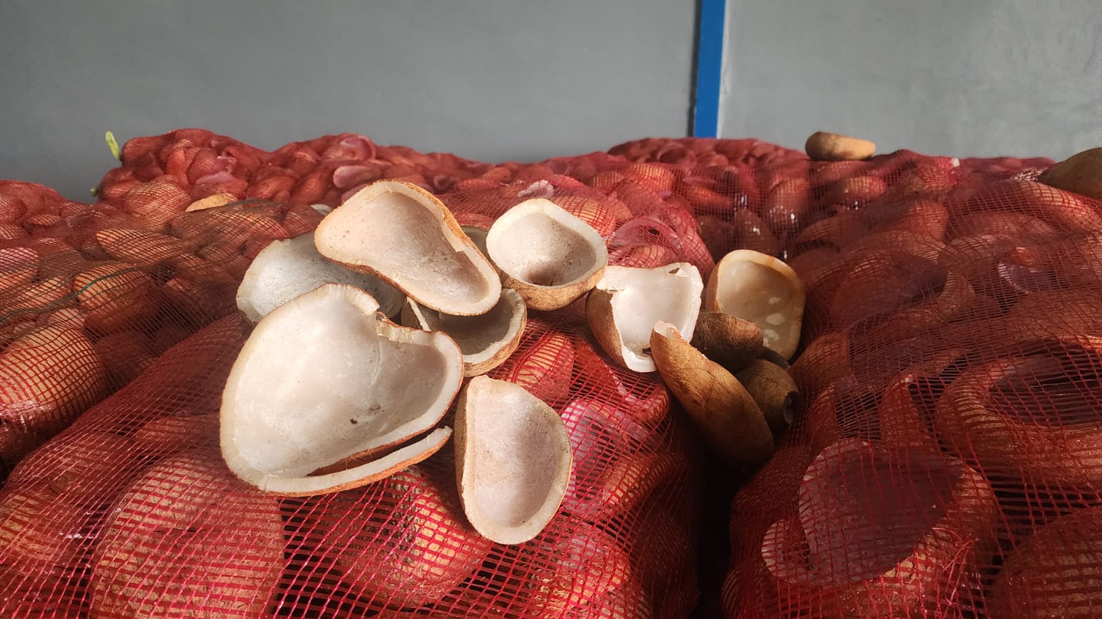 Export-grade copra halves displayed on mesh sacks at packing facility